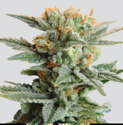 ACAPULCO GOLD · Barneys Farm